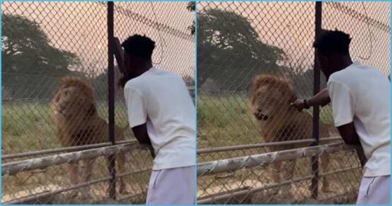 "He wanted to interview a lion to ask questions about some stories he read about lions in the Bible," said the man.